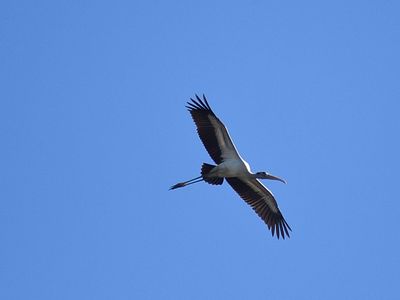 wood stork BRD3246.JPG