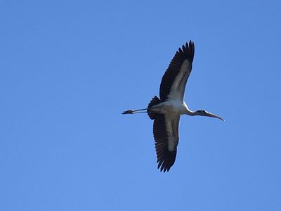 wood stork BRD3247.JPG