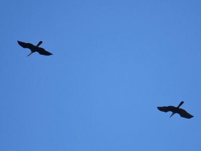 anhinga BRD3373.JPG
