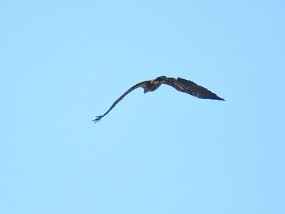 bald eagle BRD3366.JPG