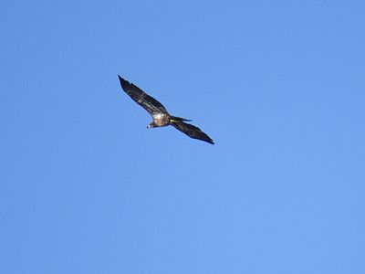 bald eagle BRD3368.JPG