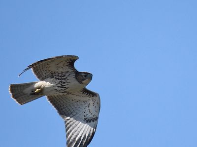 broad-winged hawk BRD3405.JPG