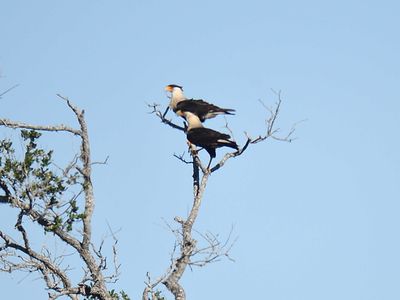 crested caracara BRD3432.JPG
