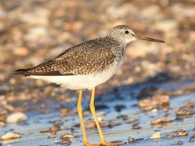 greater yellowlegs BRD3340.JPG