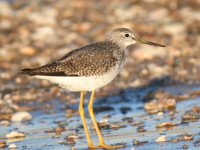 greater yellowlegs BRD3342.JPG