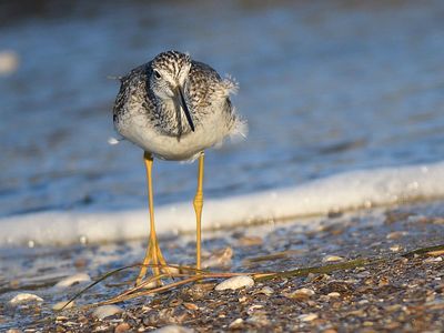 greater yellowlegs BRD3345.JPG