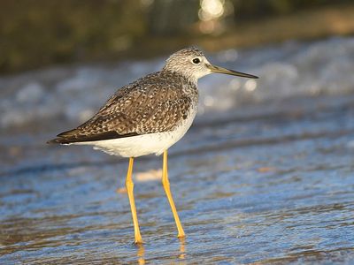 greater yellowlegs BRD3347.JPG