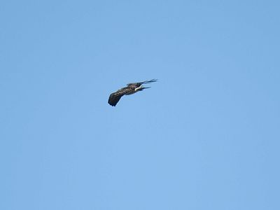 swainson's hawk BRD3381.JPG