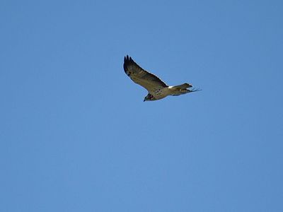 swainson's hawk BRD3414.JPG