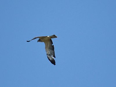 swainson's hawk BRD3415.JPG