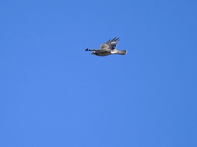 swainson's hawk BRD3418.JPG