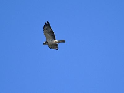 swainson's hawk BRD3420.JPG
