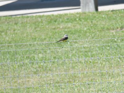 western kingbird BRD3375.JPG