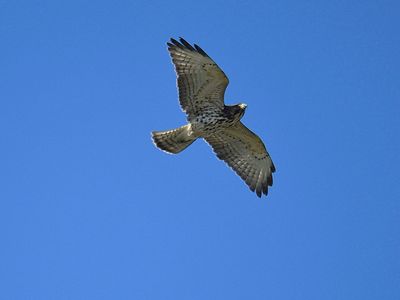 broad-winged hawk BRD3535.JPG