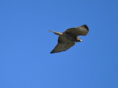 broad-winged hawk BRD3543.JPG