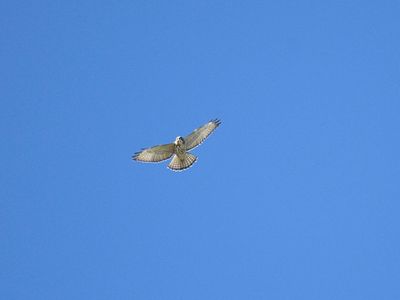broad-winged hawk BRD3546.JPG