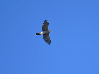 cooper's hawk BRD3480.JPG