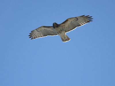 red-tailed hawk BRD3512.JPG
