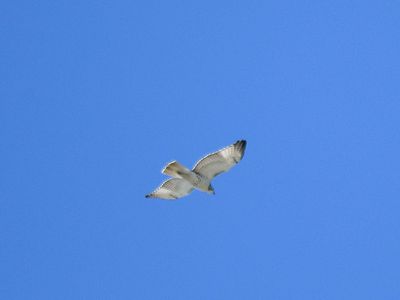 red-tailed hawk BRD3606.JPG