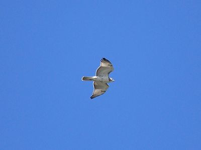 red-tailed hawk BRD3612.JPG