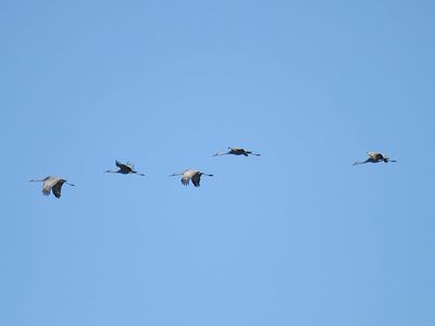 sandhill crane BRD3469.JPG