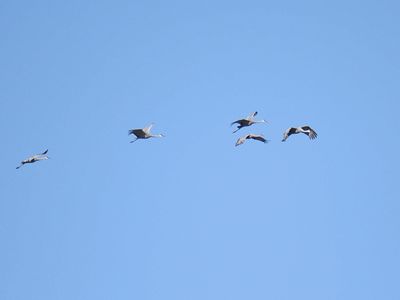 sandhill crane BRD3473.JPG