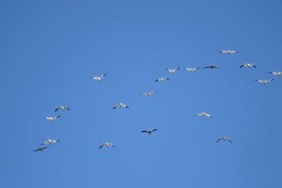 snow goose BRD3626.JPG
