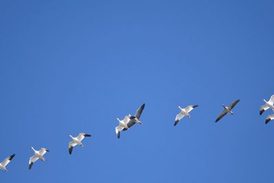snow goose BRD3630.JPG