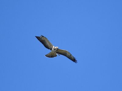 swainson's hawk BRD3594.JPG