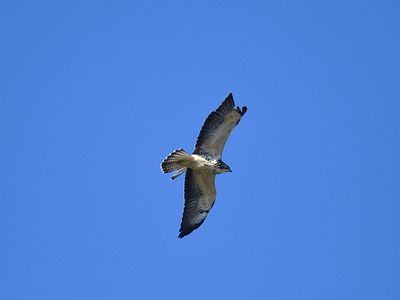 swainson's hawk BRD3597.JPG