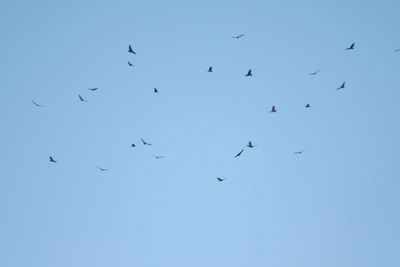 turkey vulture BRD3515.JPG