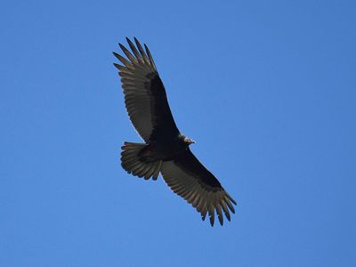 turkey vulture BRD3567.JPG