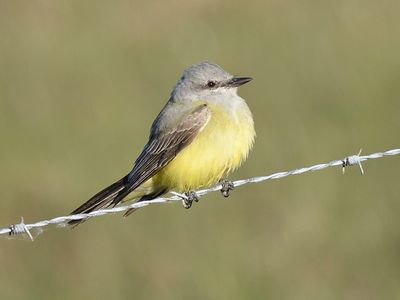 western kingbird BRD3443.JPG