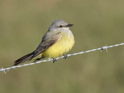 western kingbird BRD3445.JPG