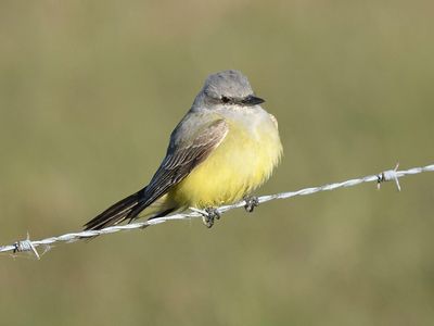 western kingbird BRD3450.JPG