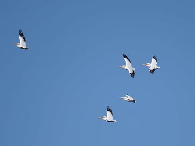 white pelican BRD3639.JPG