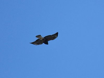 white-tailed hawk BRD3484.JPG