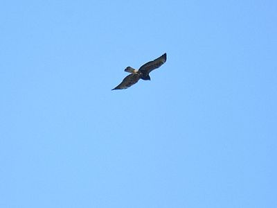 white-tailed hawk BRD3490.JPG