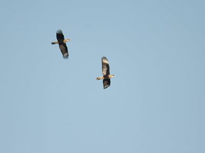 crested caracara BRD3654.JPG