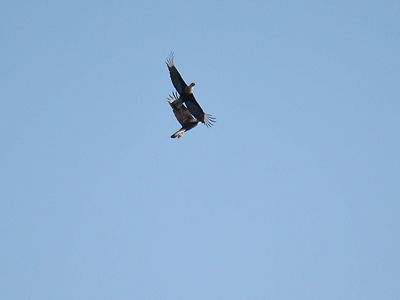 crested caracara BRD3660.JPG