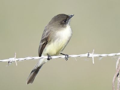 eastern phoebe BRD3703.JPG