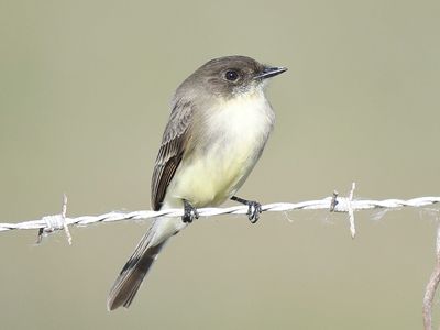 eastern phoebe BRD3704.JPG