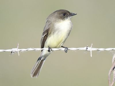 eastern phoebe BRD3708.JPG