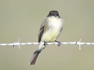 eastern phoebe BRD3709.JPG