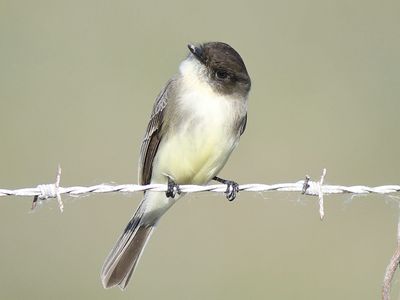 eastern phoebe BRD3710.JPG