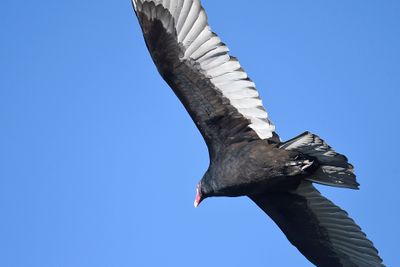 turkey vulture BRD3666.JPG