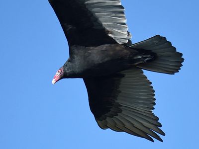 turkey vulture BRD3670.JPG