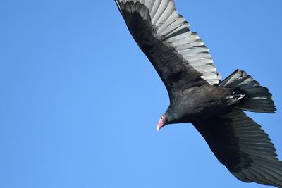 turkey vulture BRD3671.JPG