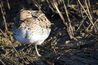 wilson's snipe BRD3645.JPG
