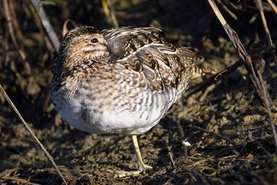 wilson's snipe BRD3650.JPG